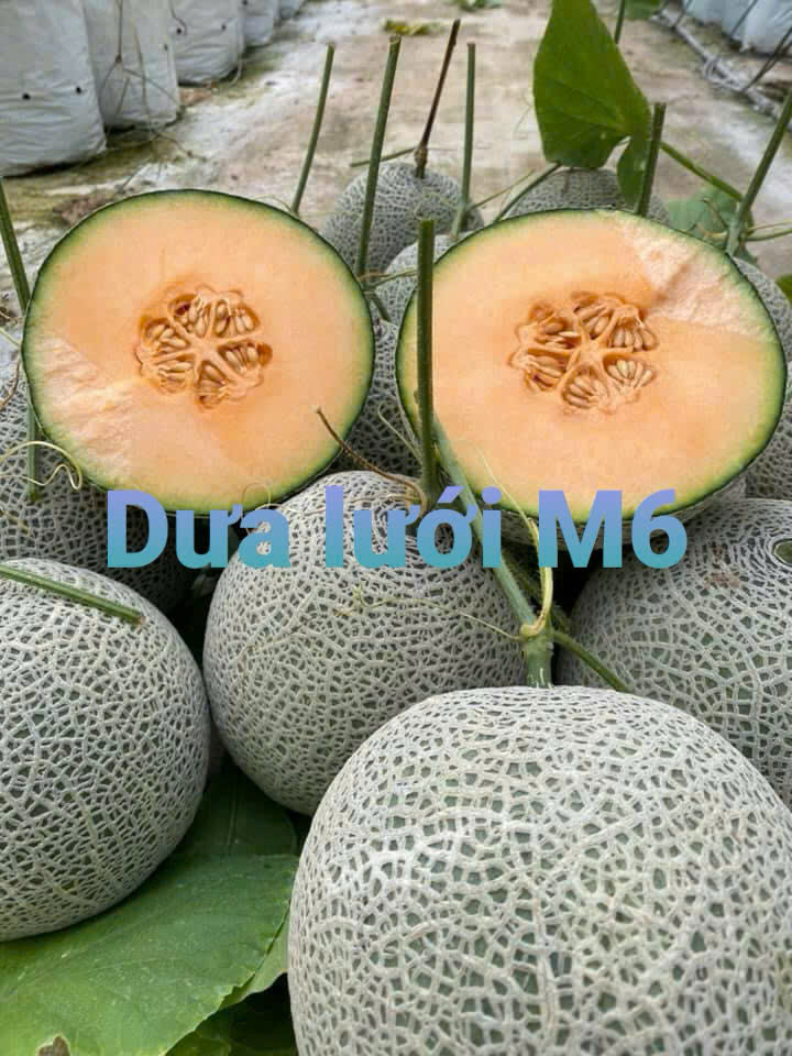 Dưa lưới